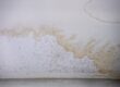 mold on drywall