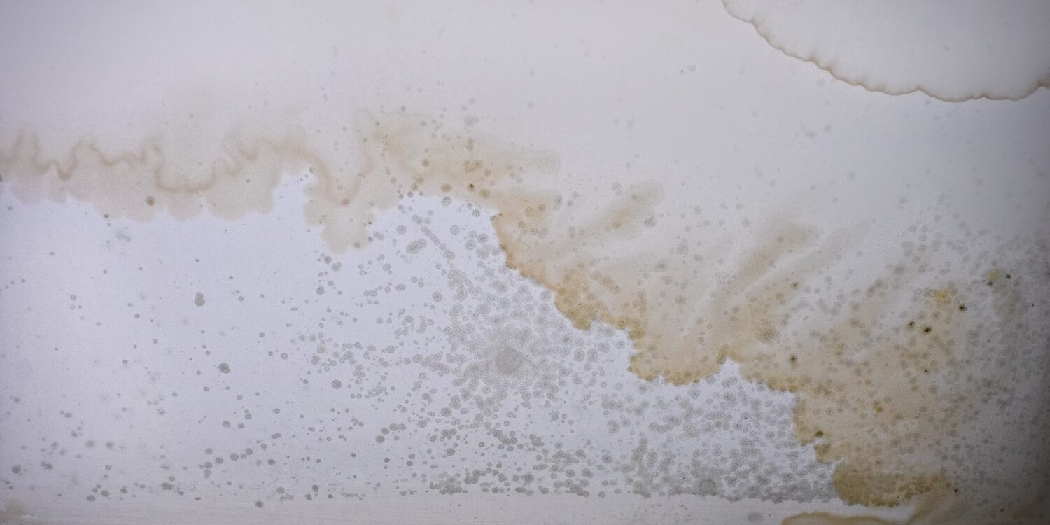 mold on drywall mold on drywall