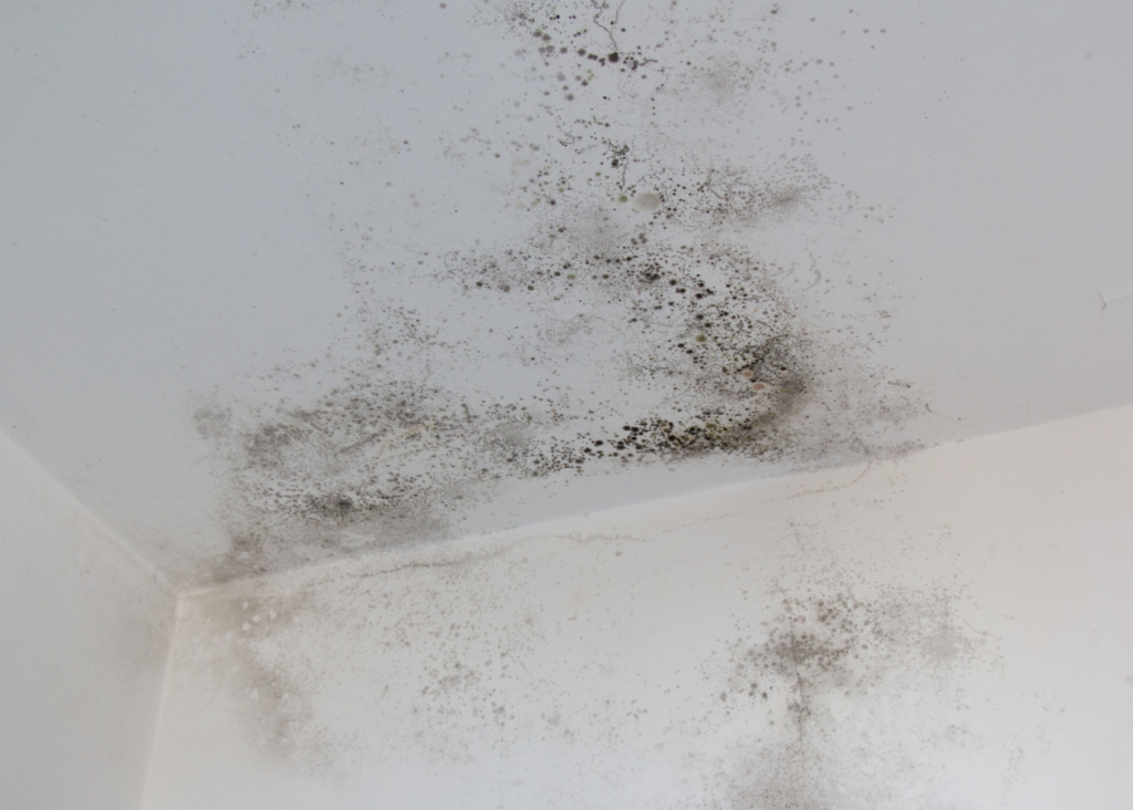 mold in a foreclosure home