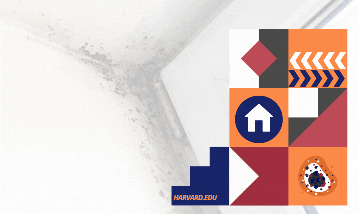 mold on drywall stat testing inspection