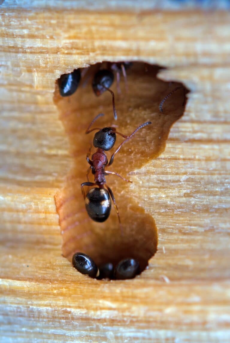 carpenter ant damaging wood