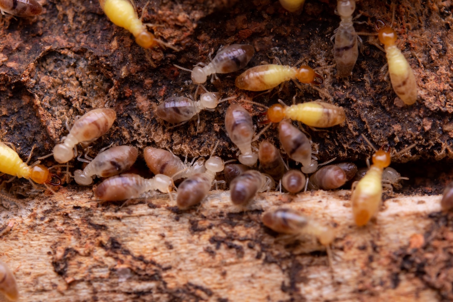 termites damaging wood