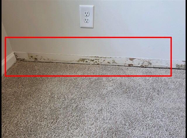 Fungal growth along the baseboard in a bedroom of Home F