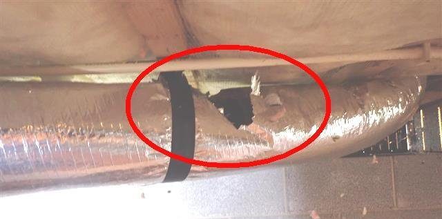 Home B: chewed-through ductwork in the crawl space