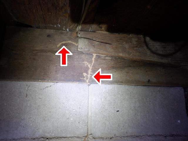 Home C: wood-destroying insect evidence in the crawl space