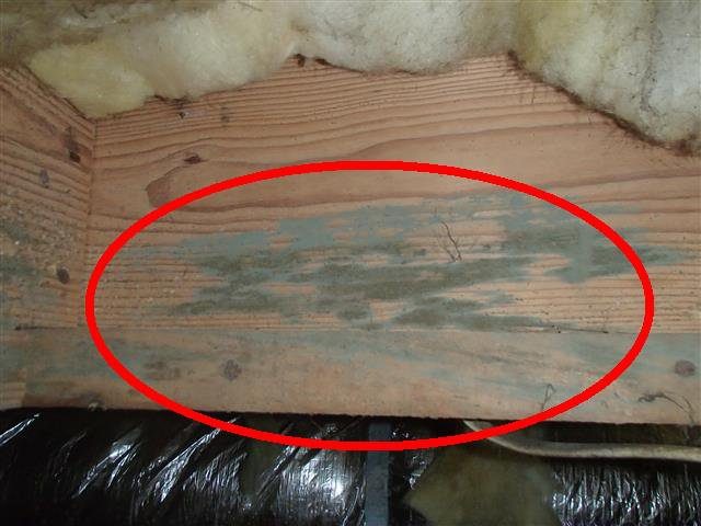 Home G: fungal growth on floor joists with high moisture readings