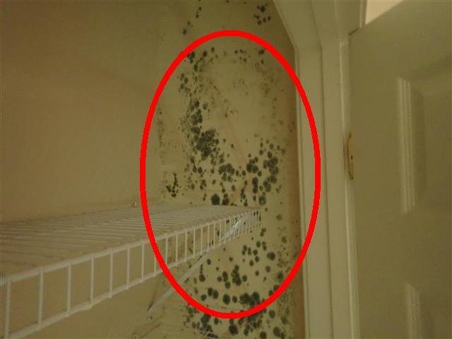 Home G: microbial growth on an interior wall of the vacant home