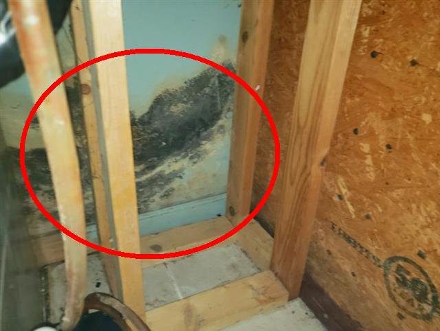 Home F: microbial growth on framing