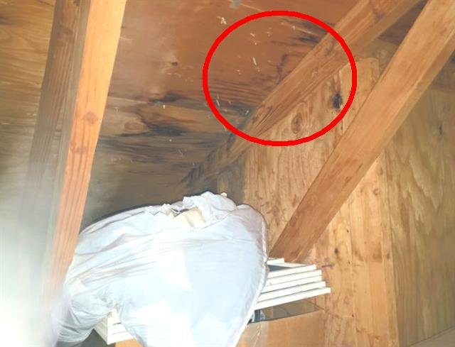 Home F: an active skylight leak; moisture readings were above 17.5%